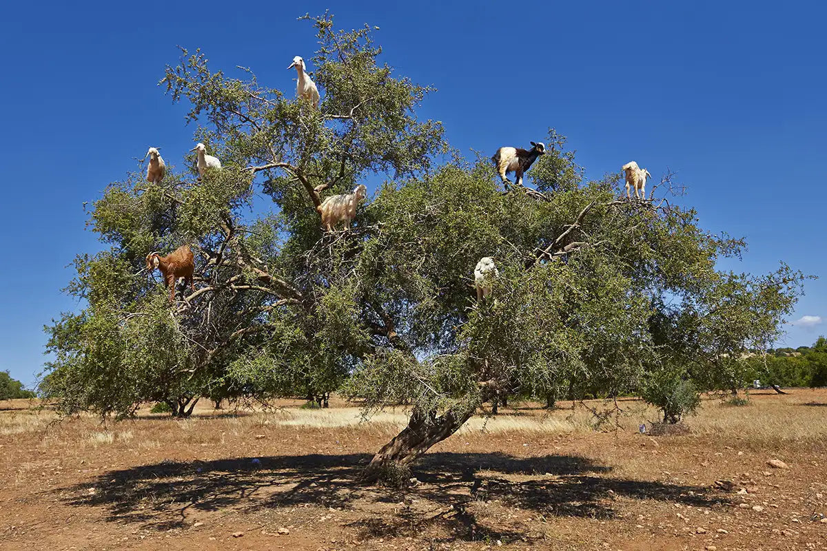 What Makes Argan Oil So Special? Origins, Benefits, and Tradition